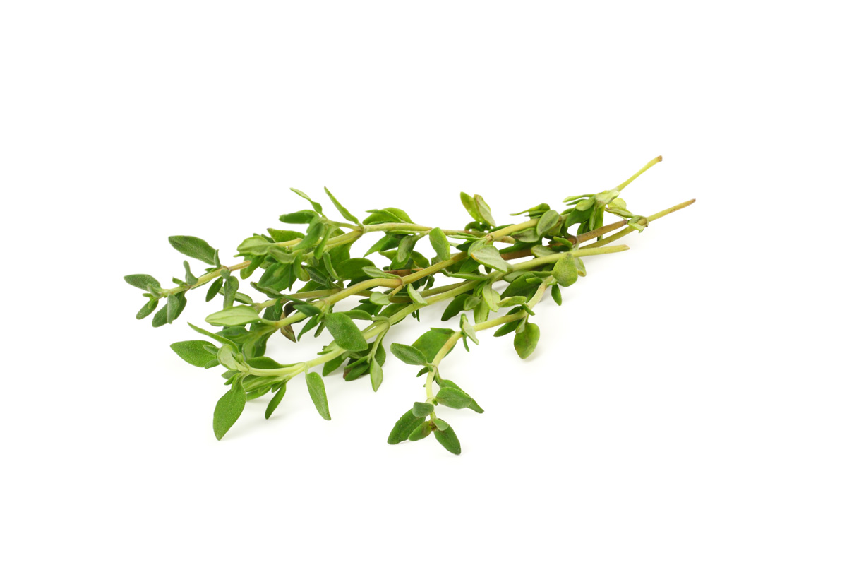 Thymian Kissen
