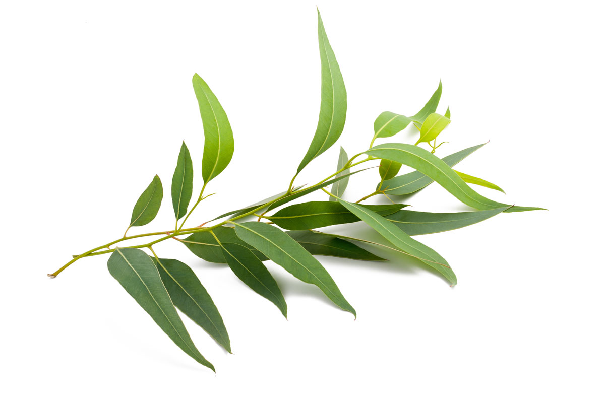 Eukalyptus Kissen